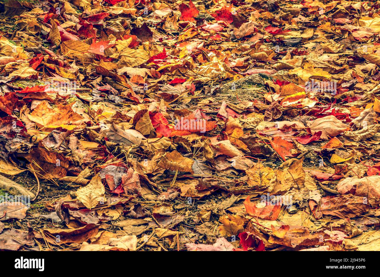 Vollbildaufnahme von bunten Blättern im Herbst auf dem Boden, Tapete Stockfoto