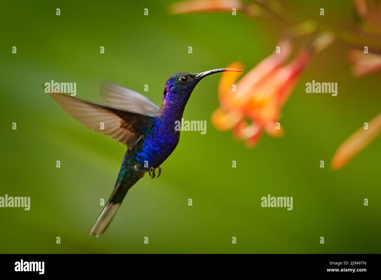 Blauer Kolibri Violet Sabrewing fliegt neben einer wunderschönen Blume. Zinny Vogel fliegen im Dschungel. Tierwelt im tropischen Costa Rica. Zwei Vögel saugen Nektar Fr. Stockfoto