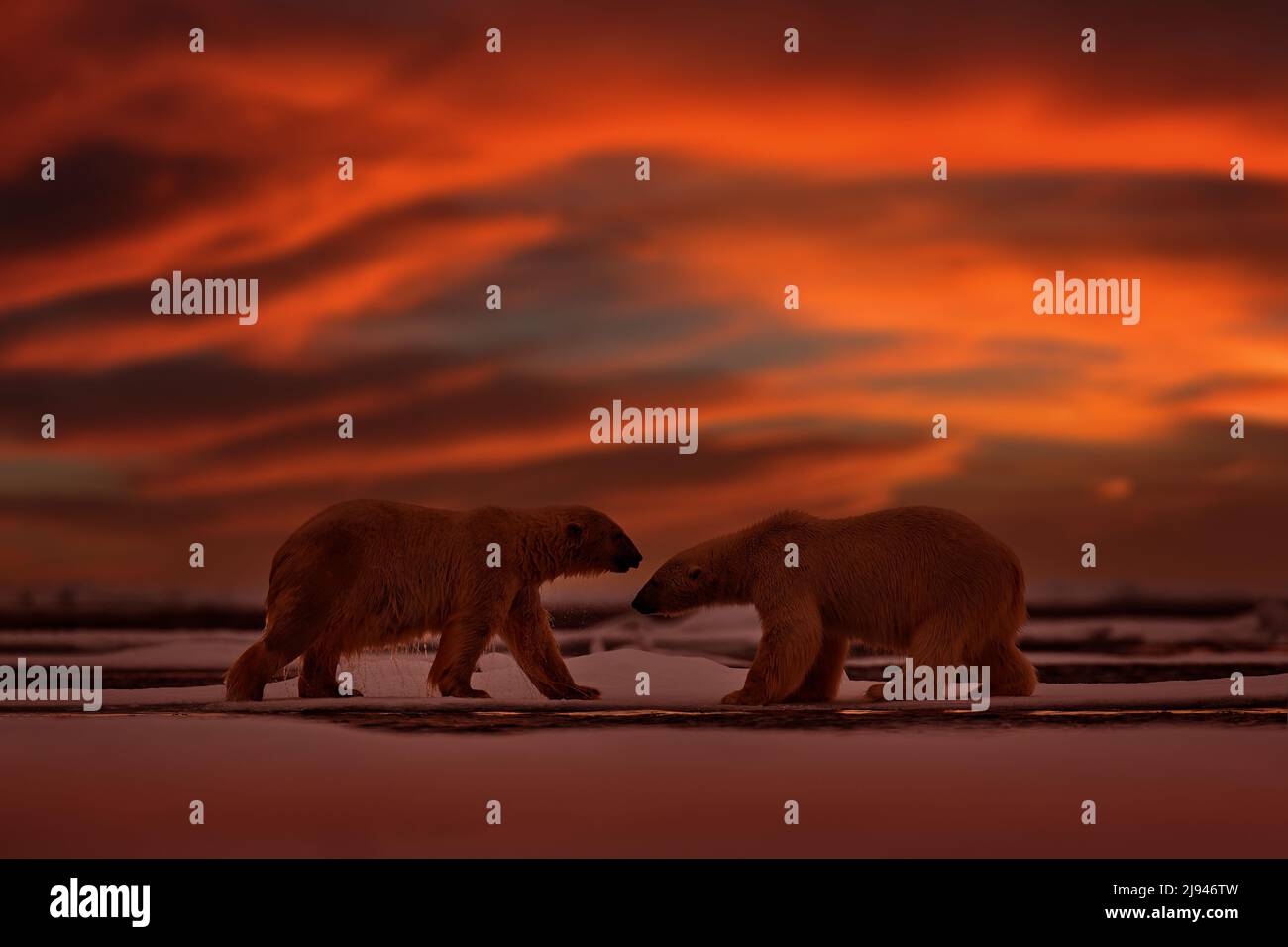 Eisbär roten Sonnenuntergang auf treibendem Eis mit Schnee füttern auf getöteten Robben, Skelett und Blut, Wildtiere Svalbard, Norwegen. Beras mit Kadaver, Wildtiere na Stockfoto