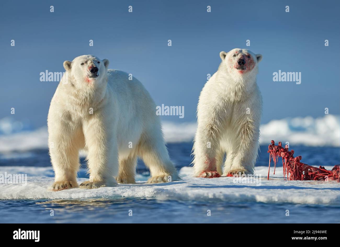 Eisbär auf treibendem Eis mit Schneefütterung an getöteten Robben, Skelett und Blut, Wildtiere Svalbard, Norwegen. Beras mit Karkasse, Wildtiere Natur. Stockfoto