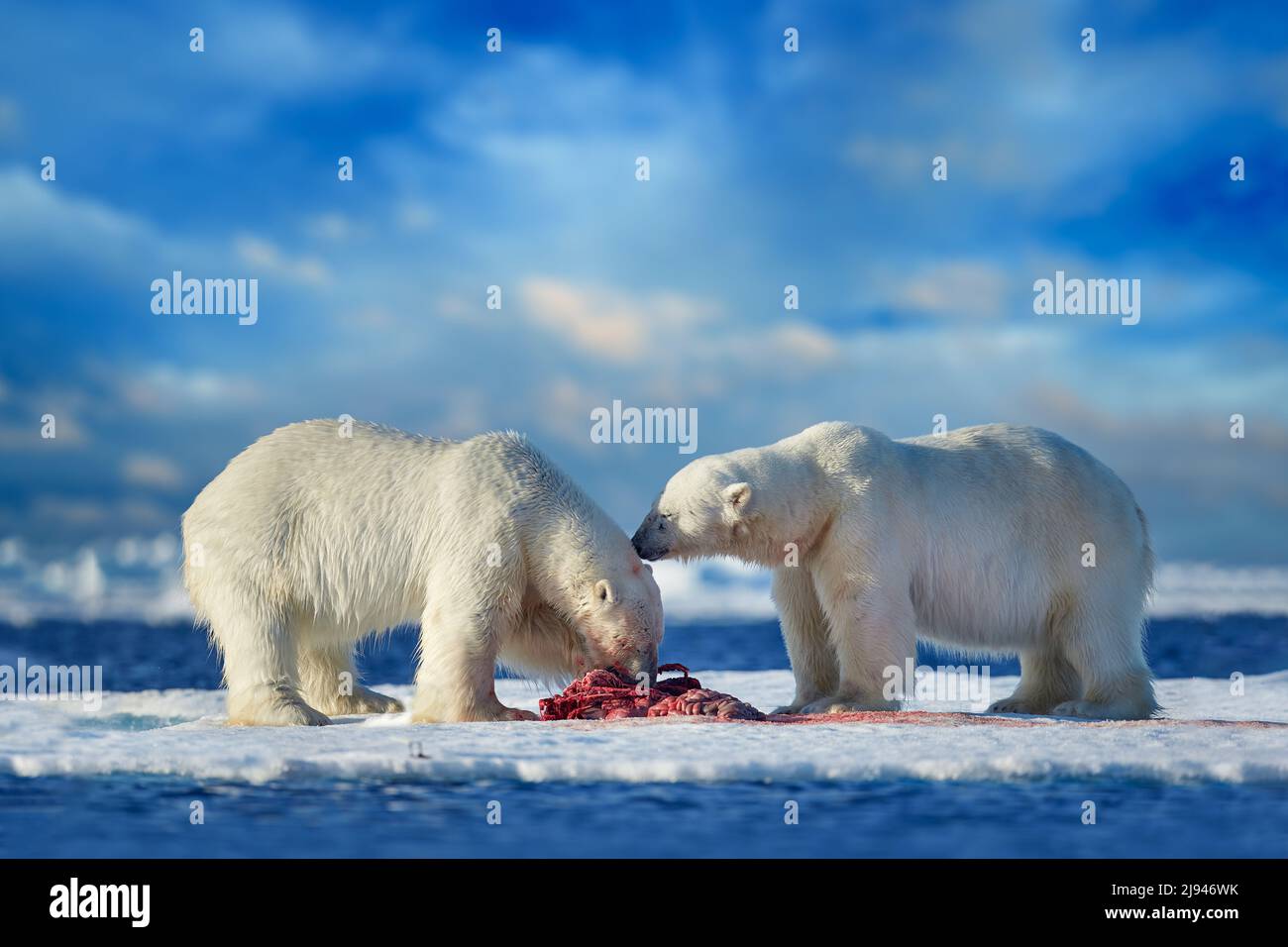Eisbär auf treibendem Eis mit Schneefütterung an getöteten Robben, Skelett und Blut, Wildtiere Svalbard, Norwegen. Beras mit Karkasse, Wildtiere Natur. Stockfoto