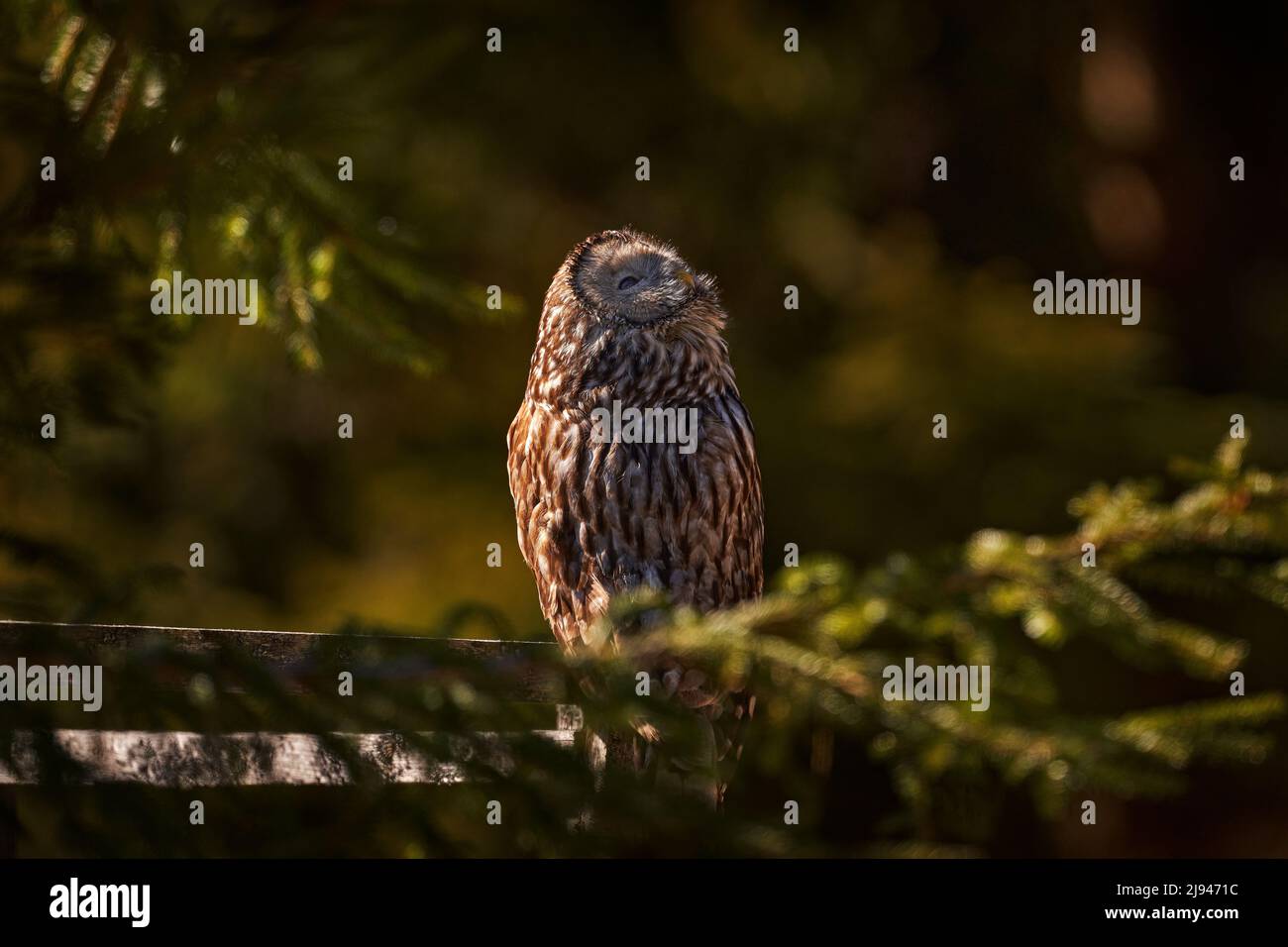 Ural Owl, Strix uralensis, sitzend auf einem Ast, in grünen Blättern Eichenwald, Wildlife Szene aus der Natur. Lebensraum mit Wildvögeln. Eule in der Fichte t Stockfoto