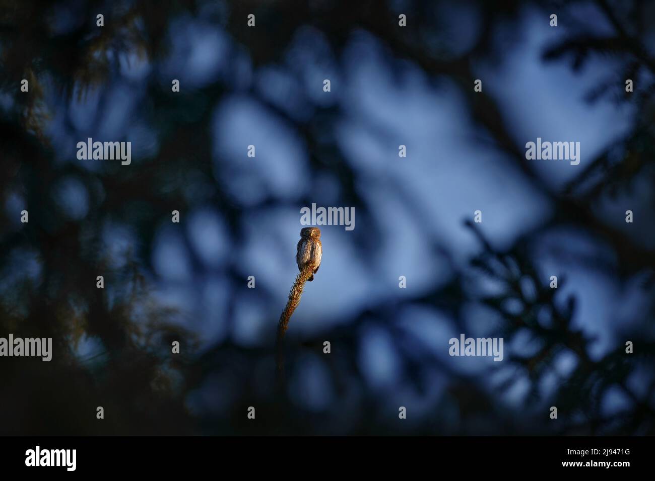 Die tschechische Tierwelt. Pygmäenkeule, sitzend auf Baum Fichtenzweig mit klarem dunklen Wald Hintergrund. Eurasischer Weißling im Lebensraum. Schöner Vogel in Even Stockfoto