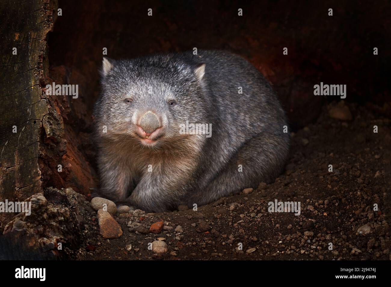 Wombat, Vombatus ursinus, niedliches graues Tier aus Australien und Tasmanien. Gewöhnliche Wombats sind robust und dicht am Boden gebaut. Neugieriges Säugetier aus Einem Stockfoto