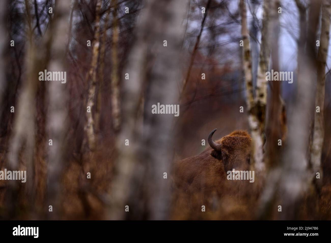 Bisonherde im Herbstwald, sonnige Szene mit großen braunen Tieren im Naturgebiet, gelbe Blätter auf den Bäumen, Bialowieza NP, Polen. Wildtiere Stockfoto