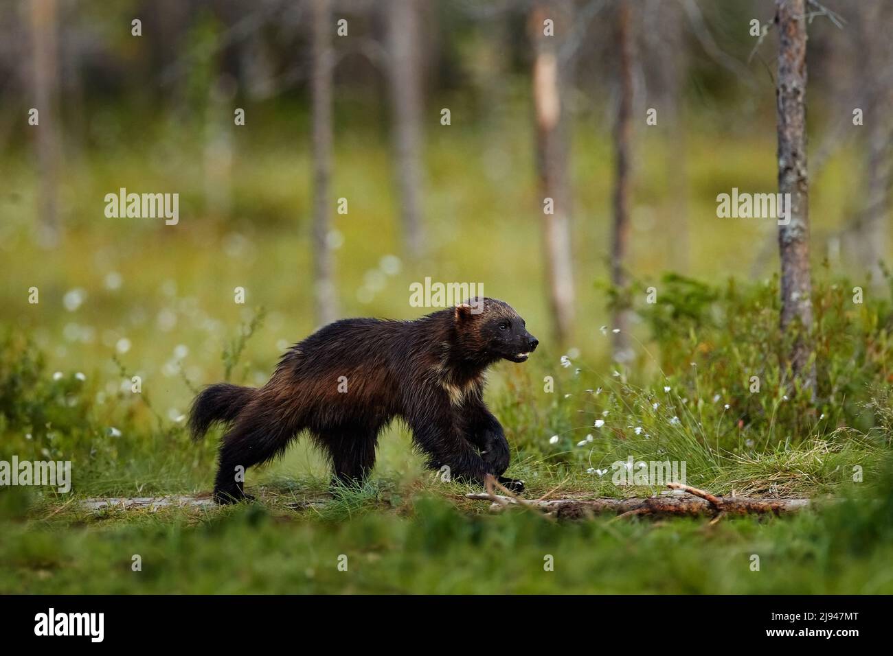 Russische Tierwelt. Wolverine läuft mit Fang in der Taiga. Wildlife-Szene aus der Natur. Seltenes Tier aus Nordeuropa. Wilder Vielfraß im Sommerrasen. Stockfoto