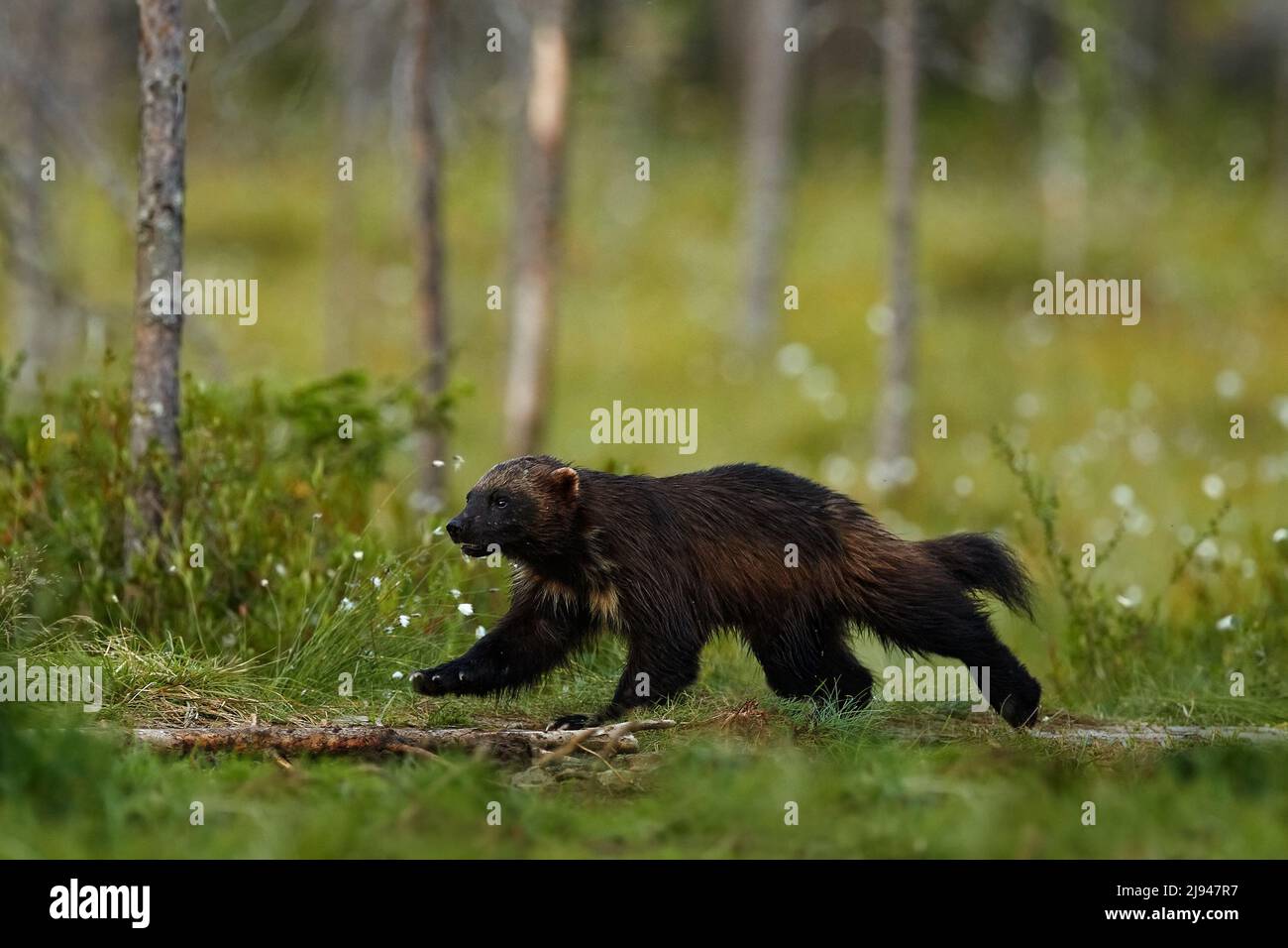 Russische Tierwelt. Wolverine läuft mit Fang in der Taiga. Wildlife-Szene aus der Natur. Seltenes Tier aus Nordeuropa. Wilder Vielfraß im Sommerrasen. Stockfoto