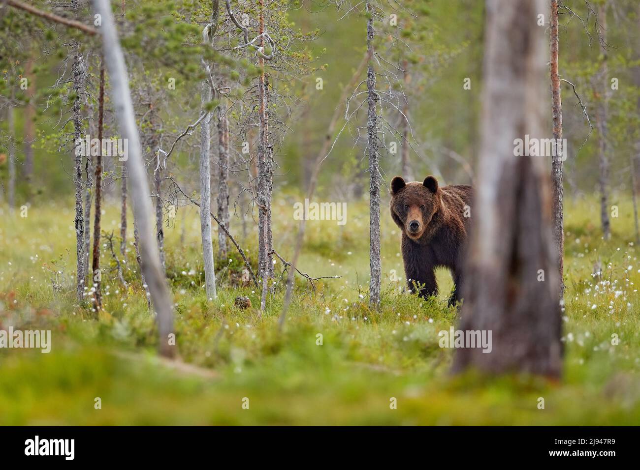 Im Sommer Wildtiere. Bär steht, setzt sich auf seine Hinterbeine, einen Wald mit Baumwollgras. Gefährliches Tier in der Natur Wald und Wiese Lebensraum. Wild Stockfoto