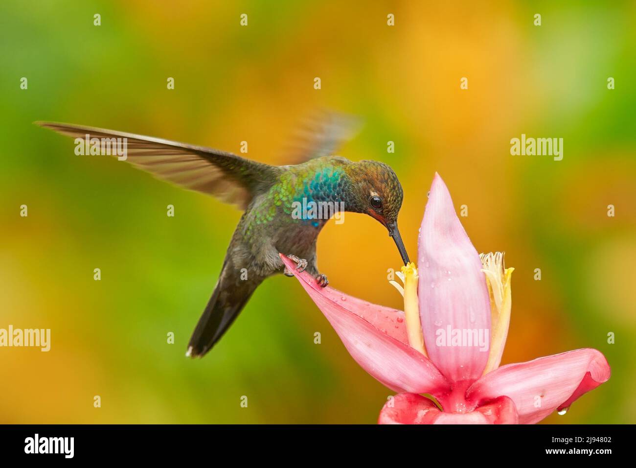 Tropische Tierwelt. Kolibri mit Blume. Rufous-gapped Hillstar , Urochroa bougueri, auf Ping Blume, grün und gelb Hintergrund, Vogel saugen Nektar Stockfoto