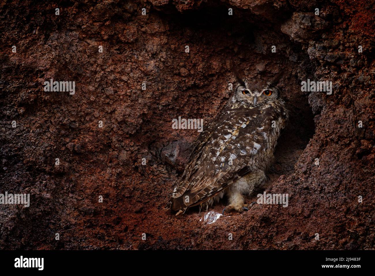 Cape Eagle-Owl, Bubo capensis, Bale Mountains NP, Äthiopien in Afrika. Eule in der Nähe des Nestes auf dem Felsberg in Afrika. Nahaufnahme Detail Porträt in t Stockfoto