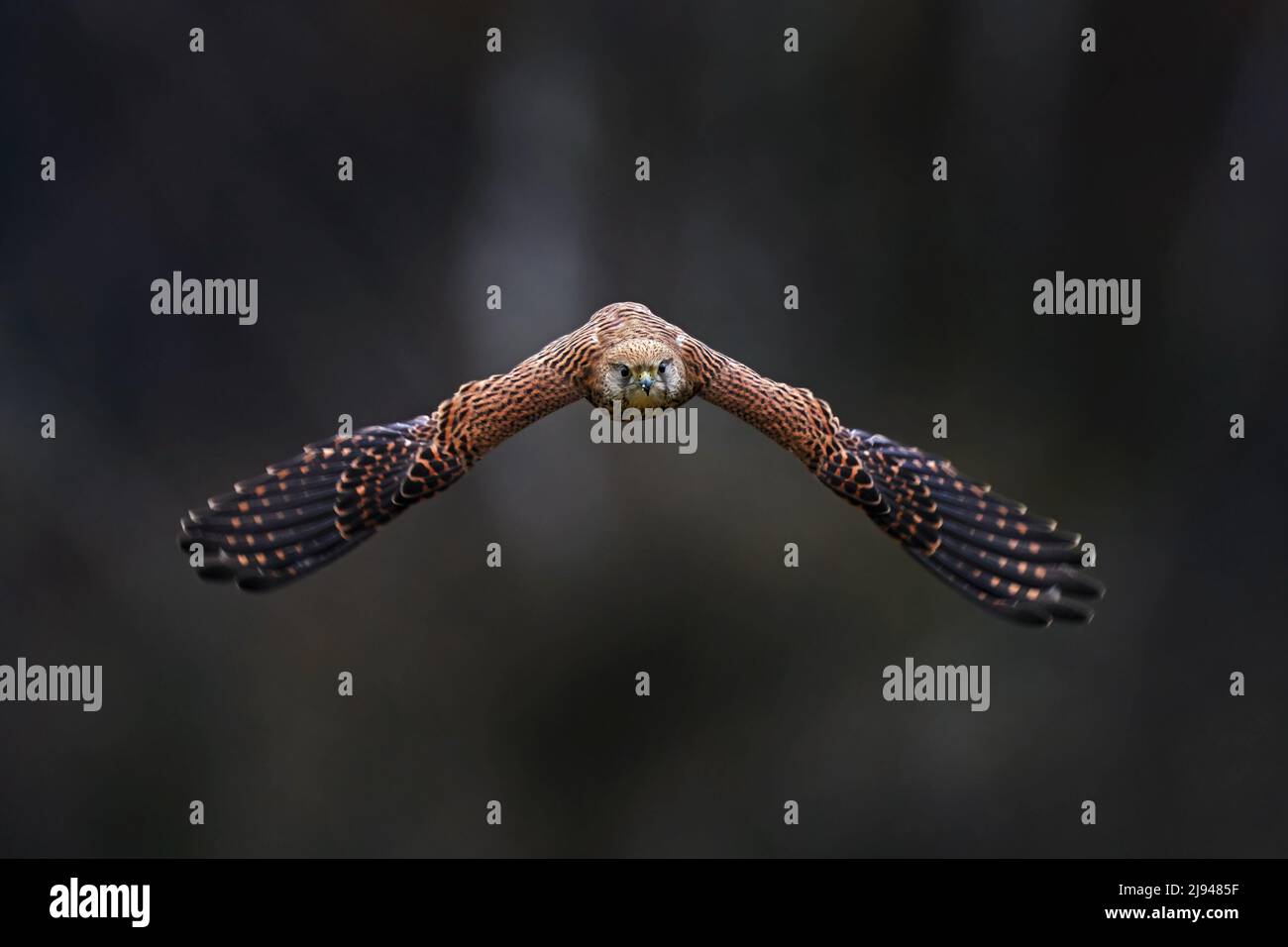 Die tschechische Tierwelt. Kestrel-Flug auf dem Ast mit Pilzen. Falco tinnunculus, kleiner Greifvogel im Naturgebiet, Tschechien. Wildtiere s Stockfoto
