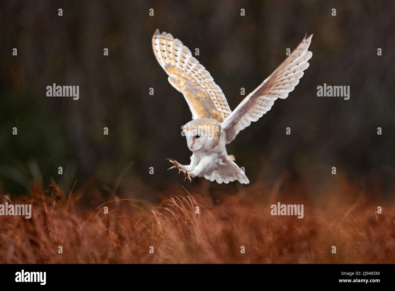 Eule Landeflug mit offenen Flügeln. Barn Owl, Tyto alba, Flug über rotem Gras am Morgen. Tierwelt Vogelszene aus der Natur. Kalter Morgenaufgang, Stockfoto