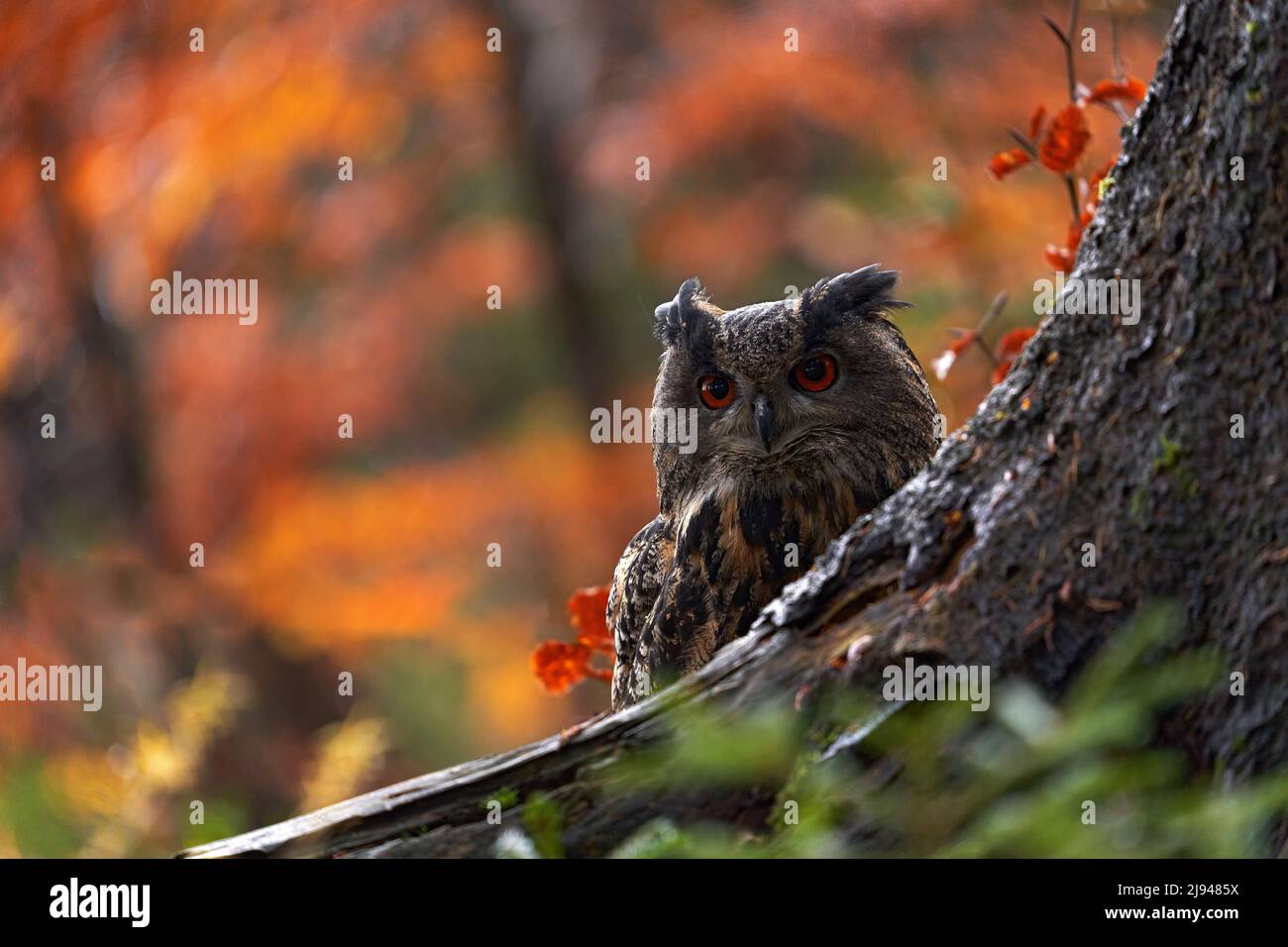 Tierwelt im Herbst. Eurasische Adlereule, Bubo Bubo, sitzend auf dem Baumstumpf, Wildtierfoto im Wald mit orangen Herbstfarben, Slowakei. Stockfoto