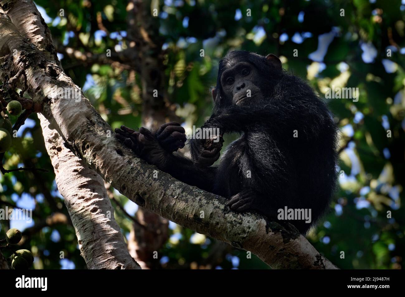 Schimpansen, Pan troglodytes, auf dem Baum im Kibale Nationalpark in Uganda, dunkler Wald. Schwarzer Affe im Naturlebensraum, Uganda in Afrika. Chimpan Stockfoto
