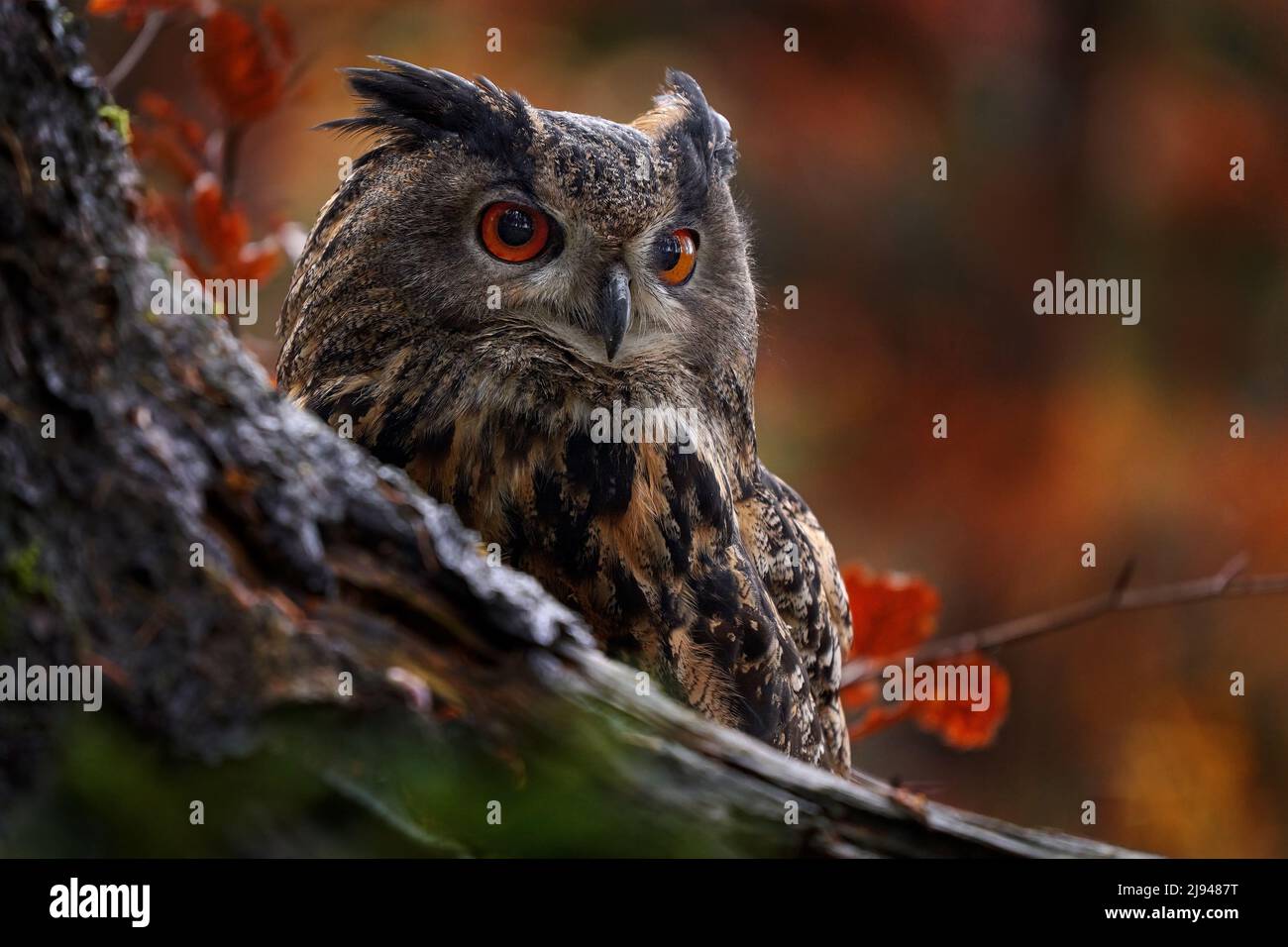 Tierwelt im Herbst. Eurasische Adlereule, Bubo Bubo, sitzend auf dem Baumstumpf, Wildtierfoto im Wald mit orangen Herbstfarben, Slowakei. Stockfoto