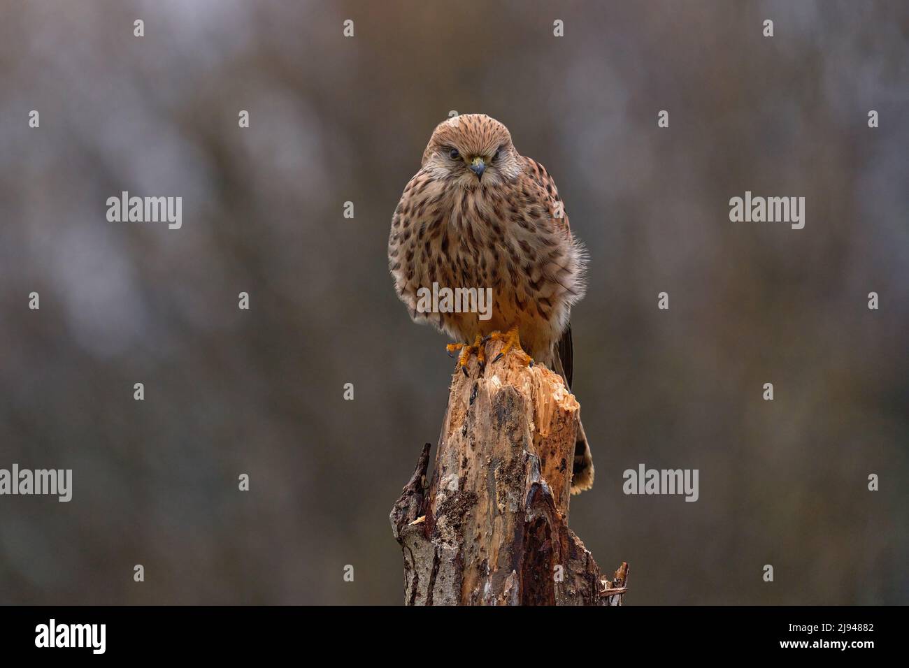 Die tschechische Tierwelt. Kestrel sitzt auf dem Ast mit Pilzen. Falco tinnunculus, kleiner Greifvogel im Naturgebiet, Tschechien. Wildtiere Stockfoto