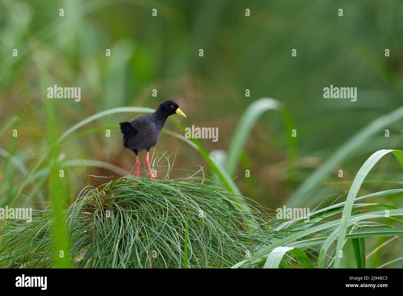 Schwarzkrabben, Zapornia flavirostra, Wasservögel in der Familie der Schienen- und Krabbenvögel, wandern in der grünen Wasservegetation. Vogel im Naturlebensraum, Murchinson Stockfoto