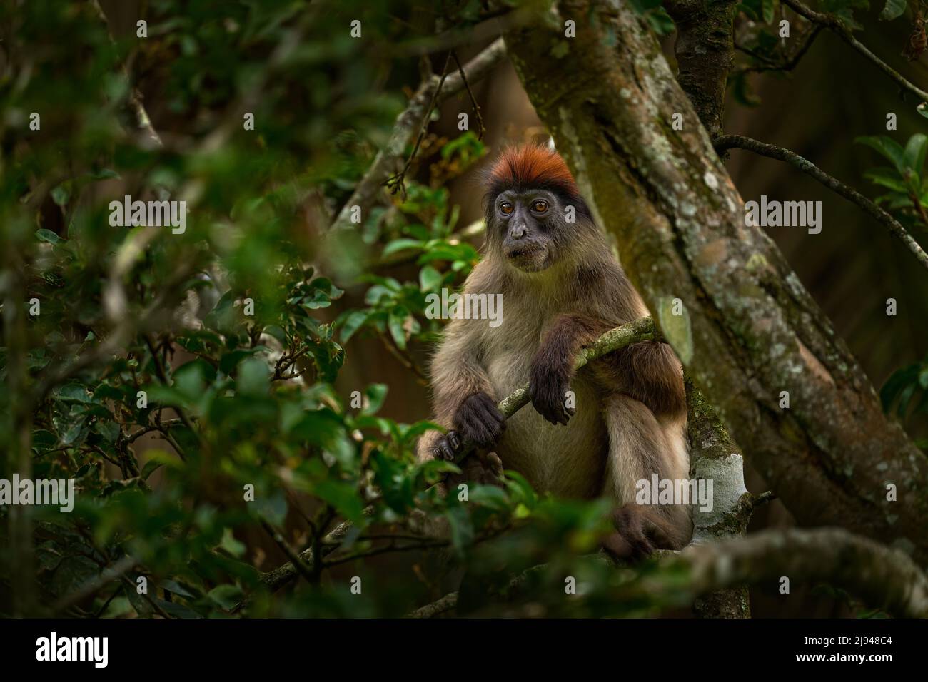 Ugandischer roter Kolobus, Piliocolobus tephrosceles, grauer Affen mit rufösem Kopf, der auf Baumstamm im tropischen Wald sitzt. Roter Kolobus im Vegetationslebensraum, KiB Stockfoto