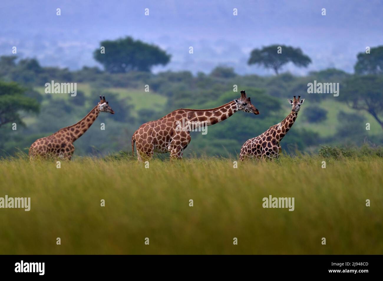 Giraffe in Uganda. Afrikanische Natur. Große Herde mit blauem Himmel und Wolken. Giraffe und Sonnenaufgang am Morgen. Grüne Vegetation mit Tierporträt. Wildlife sce Stockfoto