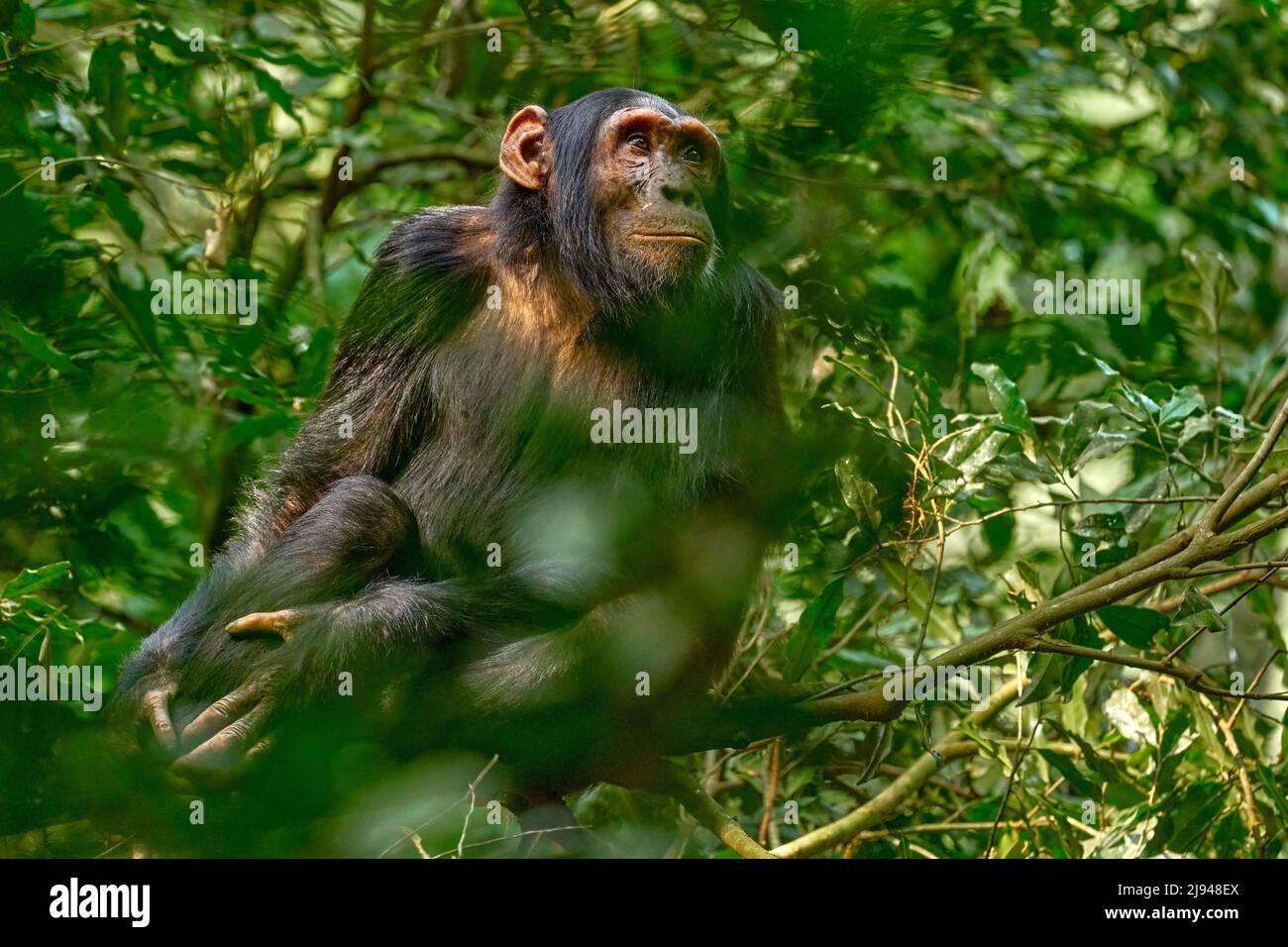 Schimpansen, Pan troglodytes, auf dem Baum im Kibale National Park, Uganda, dunkler Wald. Schwarzer Affe in der Natur, Uganda in Afrika. Schimpansen in hab Stockfoto