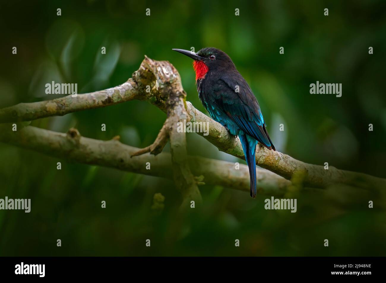 Waldbienenfresser. Schwarzer Bienenfresser, Merops guaris, Vogel. Afrikanischer tropischer Regenwald. Schwarzer Bienenfresser, der auf einem Baumzweig im Kibale National Pa sitzt Stockfoto
