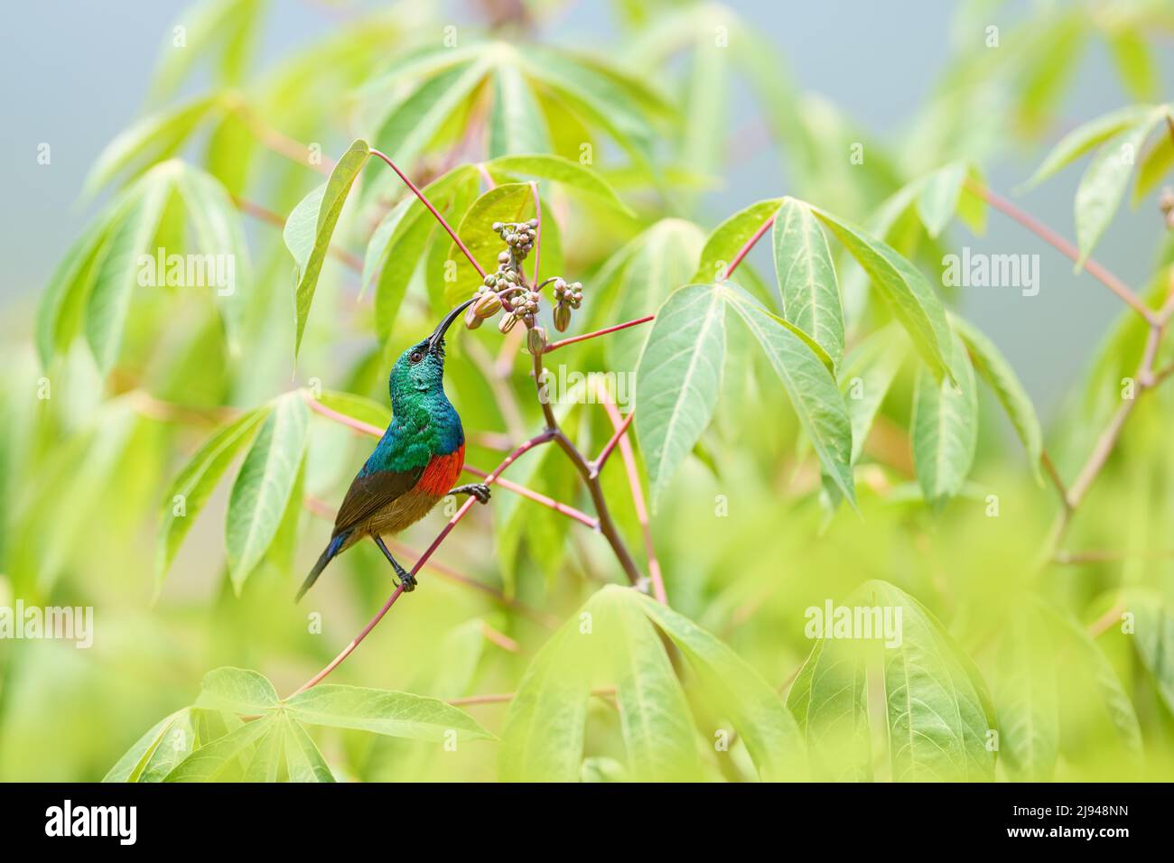 Mariqua Sunbird, Cinnyris mariquensis, Vogel in der grünen Vegetation, Uganda. Afrika-Sonnenvögel, die auf dem Ast sitzen. Grüner, gelber, roter Vogel im Nat Stockfoto