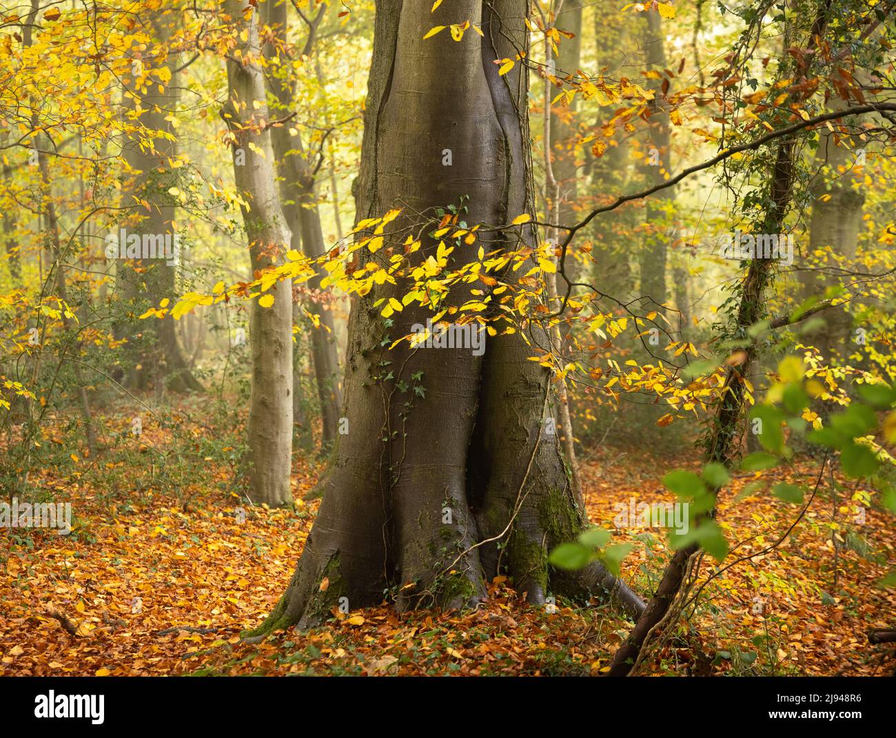 Nebel Herbstfarben, Hazel Woods, Nailsworth, Cotswolds, Gloucestershire, England, Großbritannien Stockfoto