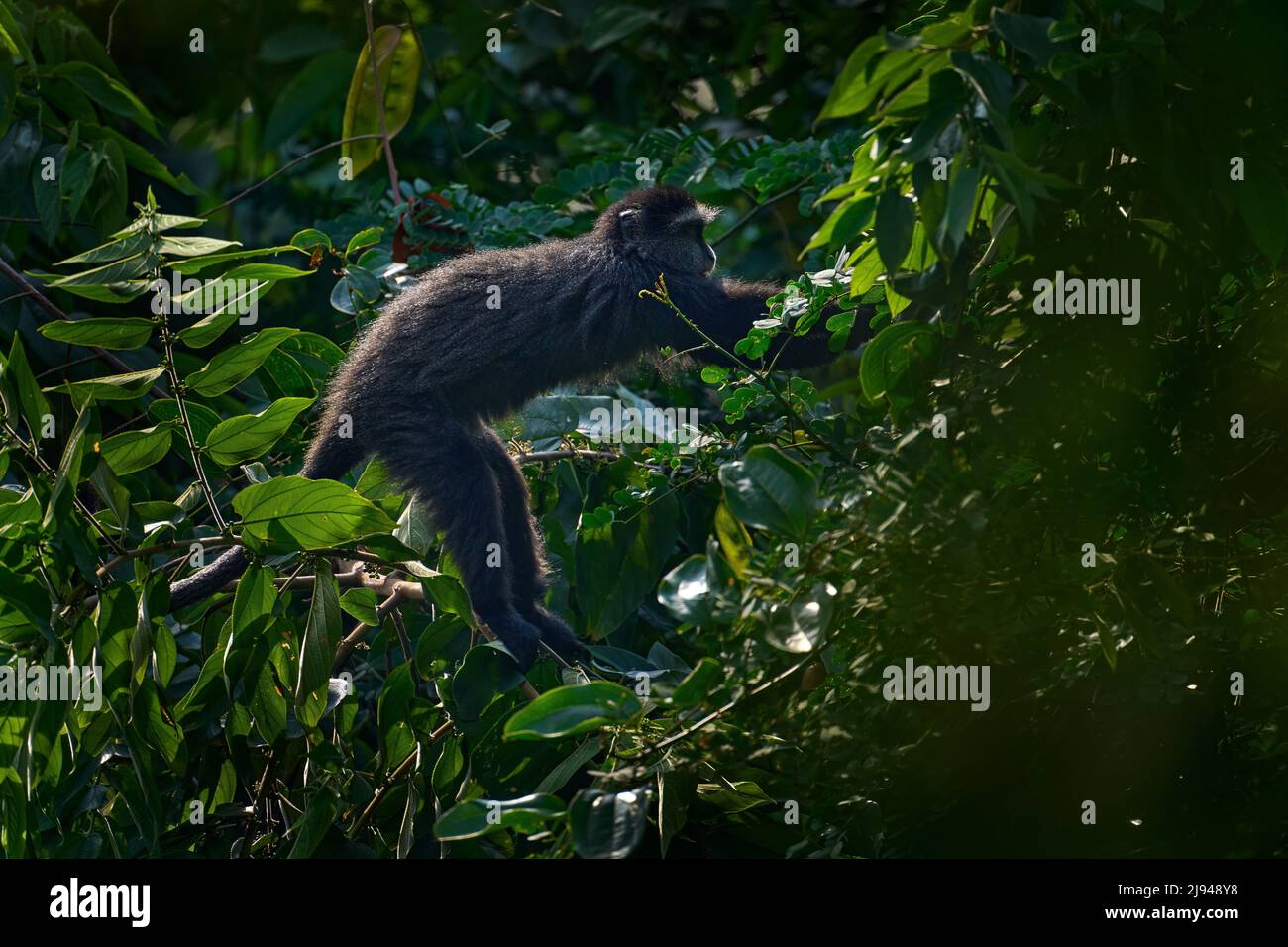 Blauer Diademataffe, Cercopithecus mitis, sitzend auf einem Baum im Naturwaldhabitat, Bwindi Impenetrable National Park, Uganda in Afrika. Süßer Mon Stockfoto