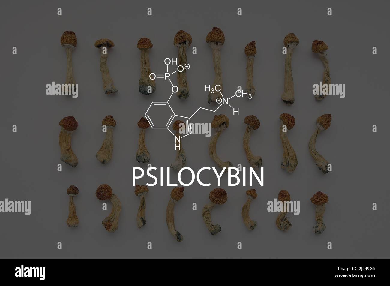 Psilocybin-Formel auf dem Hintergrund mit getrockneten Psilocybin-Pilzen Psilocybe cubensis, Muster auf weißem Hintergrund. Stockfoto