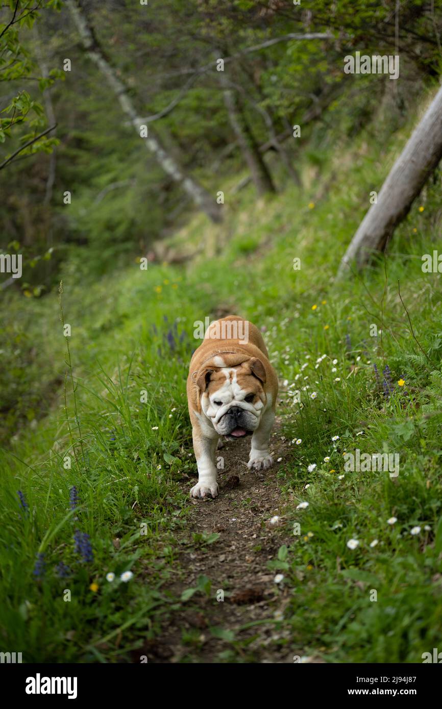 Britische Bulldogge auf einem Spaziergang durch den Wald Stockfoto