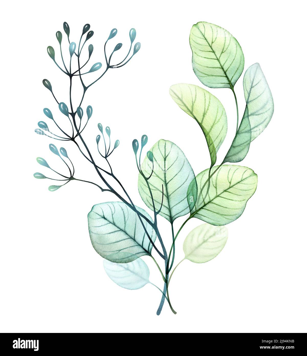 Aquarell Blätter Bouquet. Grün in Herzform. Handgezeichnete botanische Illustration isoliert auf Weiß. Abstrakt transparent mit Blumenmuster Stockfoto