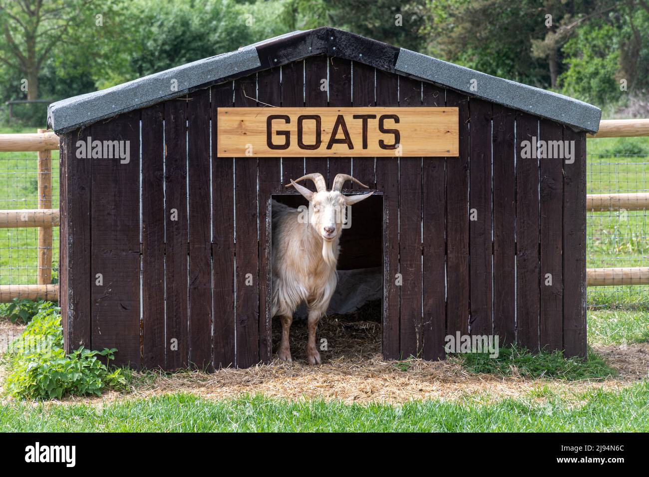 Eine Ziege, die aus ihrem Holzhausstall herausguckt, markiert Ziegen Stockfoto