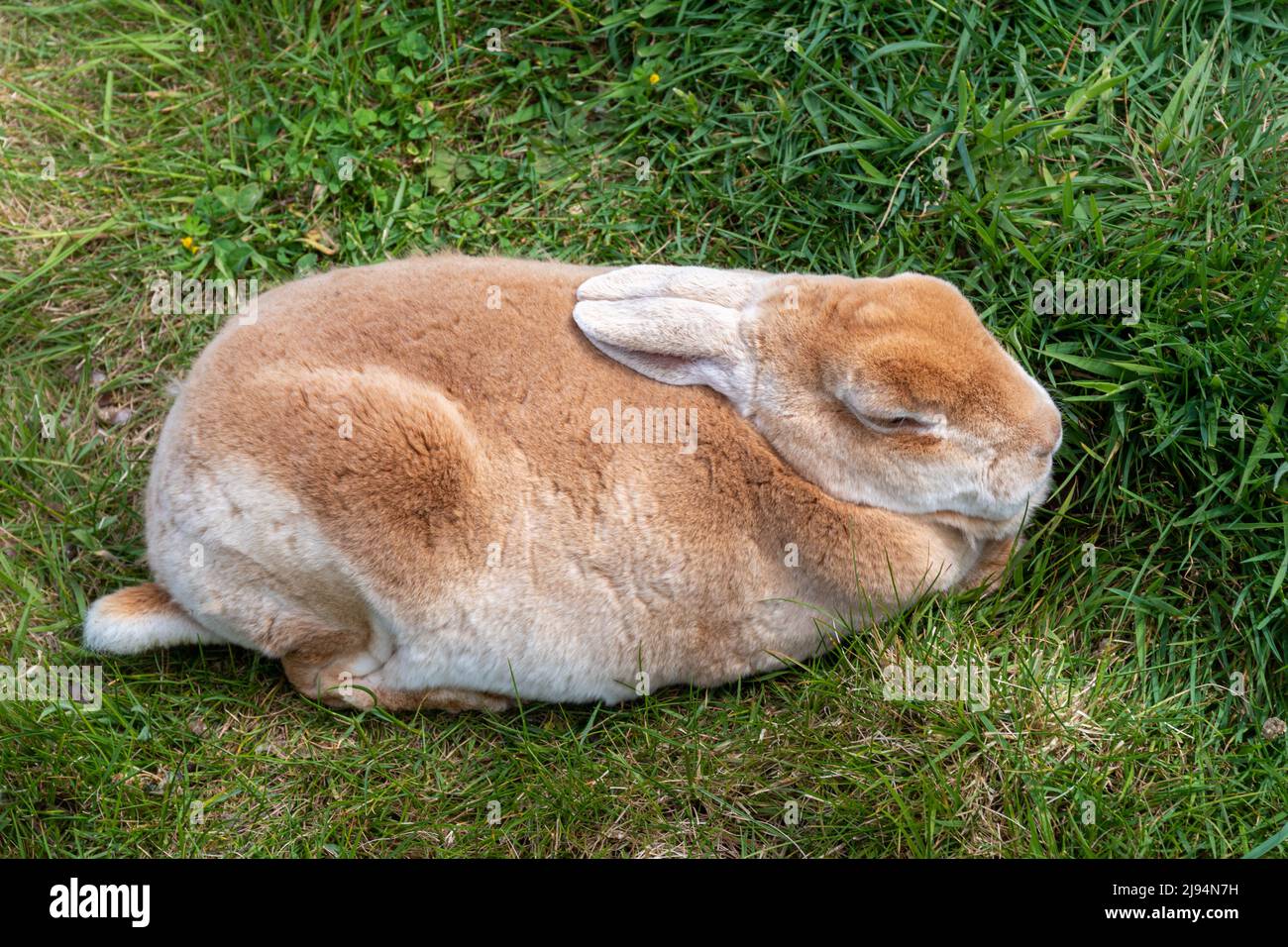 Niedliche flauschige Haustier Kaninchen Stockfoto