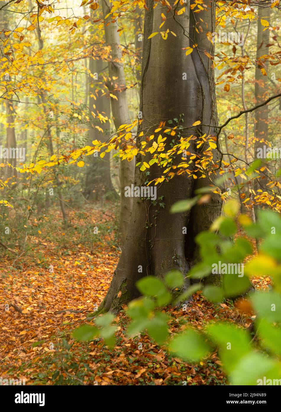Herbstliche Farben, Hazel Woods, Nailsworth, Cotswolds, Gloucestershire, England, Großbritannien Stockfoto