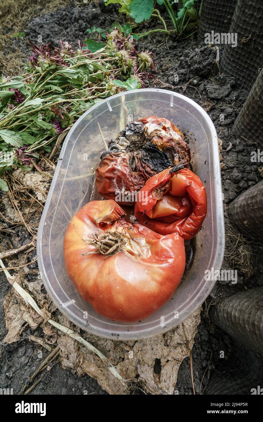 Nahaufnahme von verfaulten Tomaten in sehr schlechtem Zustand Stockfoto