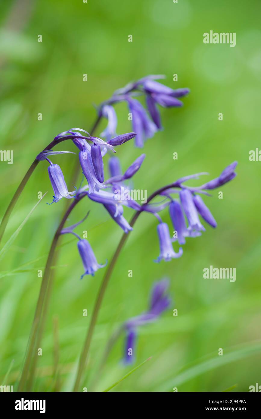 Bluebells (Hyacinthoides non scripta) im Frühjahr in den Brendon Hills, Exmoor National Park, Somerset, England. Stockfoto