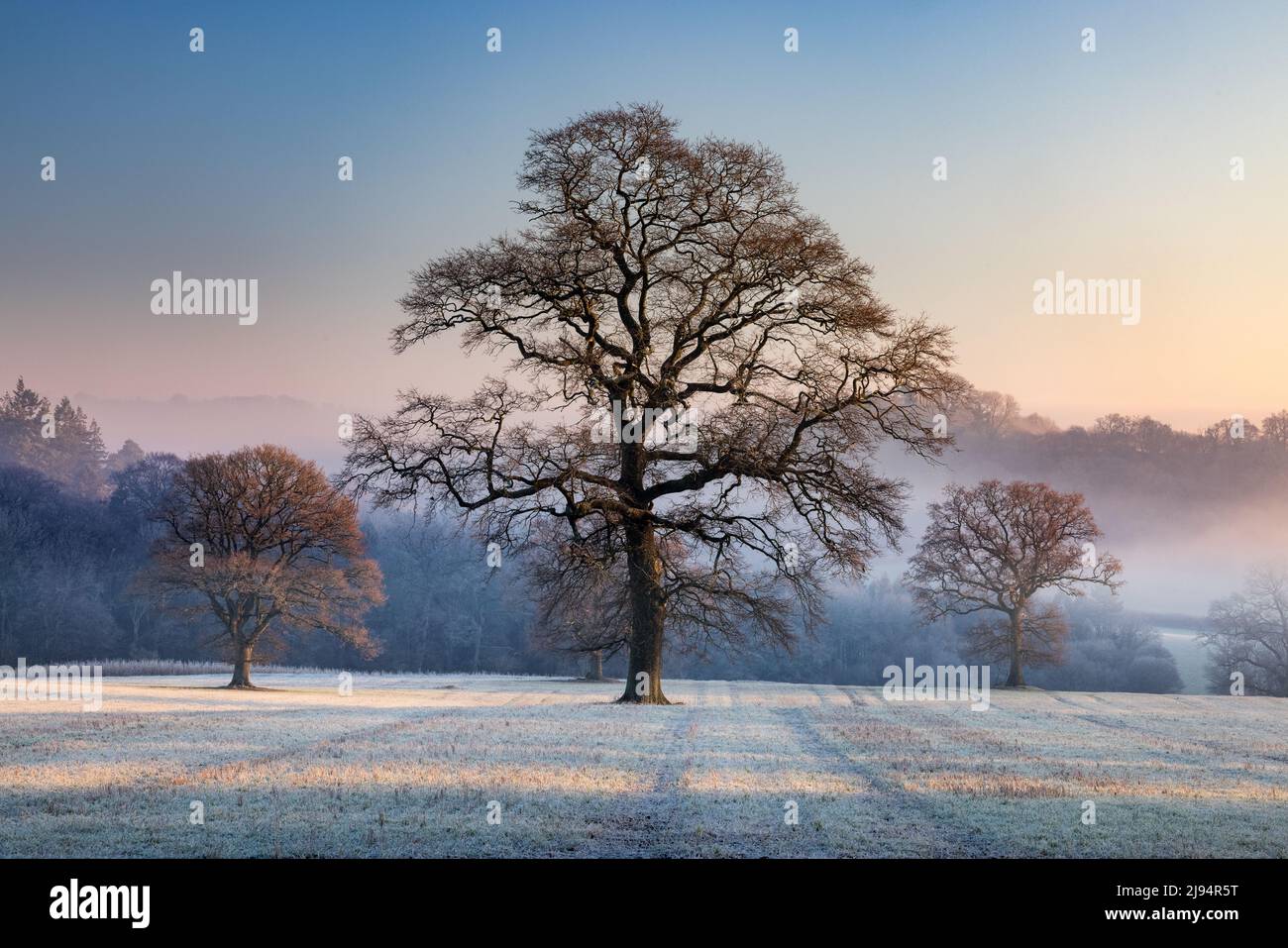Ein frostiger nebliger Morgen in Haydon, Dorset, England, Großbritannien Stockfoto