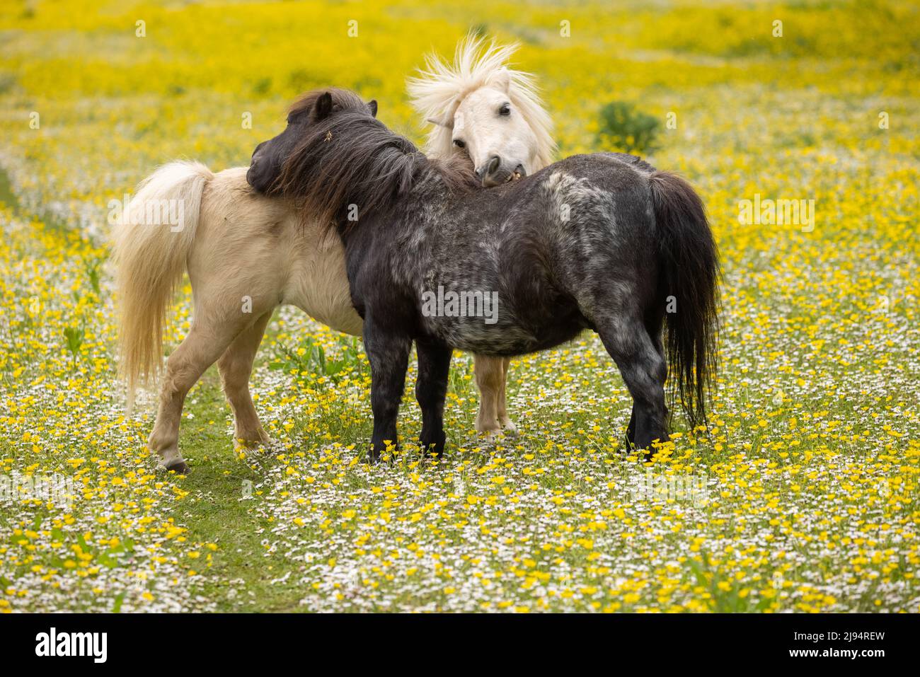 Pferde in einem Feld von Butterblumen, Milborne Port, Somerset, England, Großbritannien Stockfoto