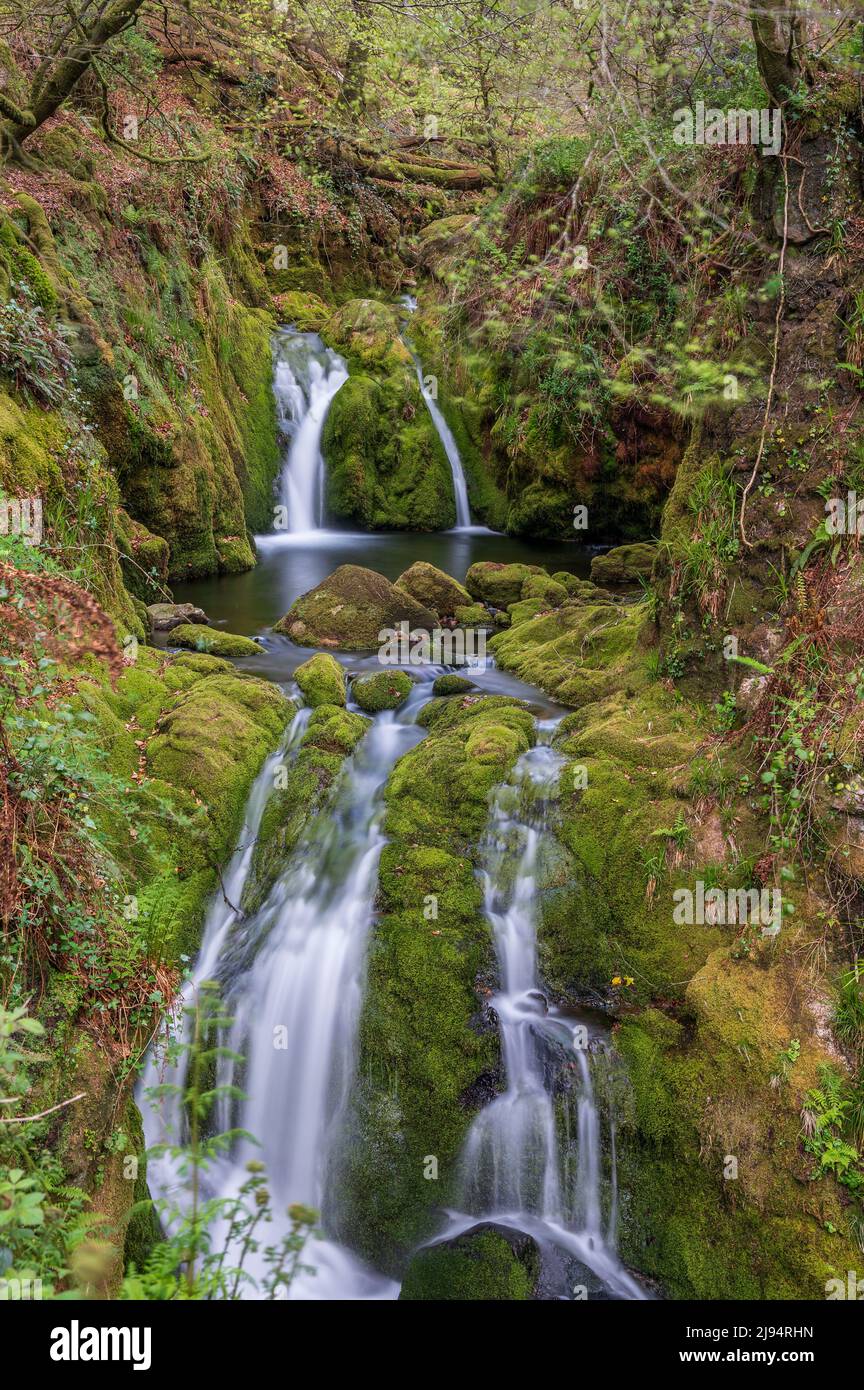 Dendles Wood, National Nature Reserve Devon Stockfoto