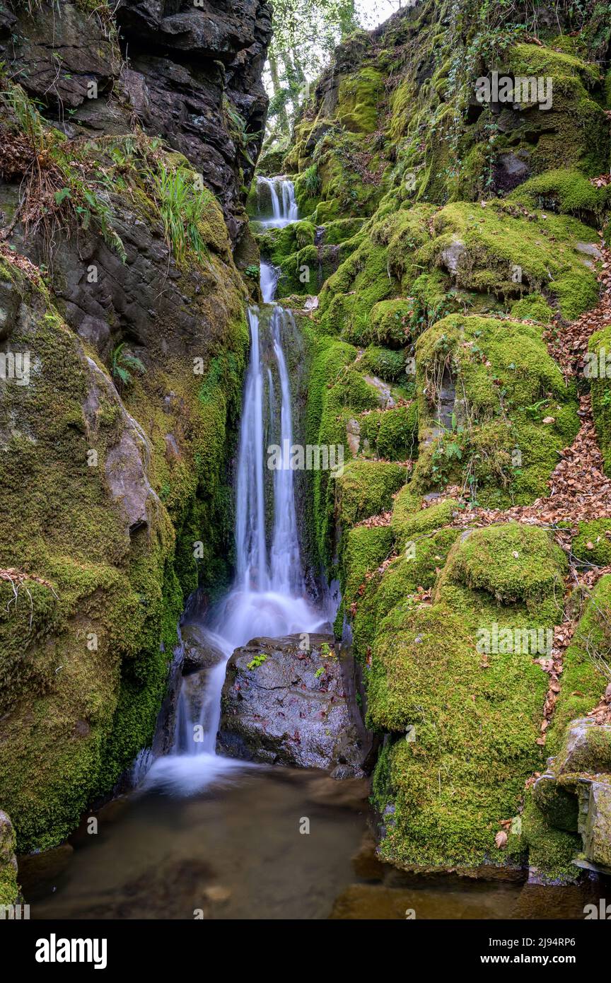 Wasserfall in Dendles Wood, National Nature Reserve Devon Stockfoto