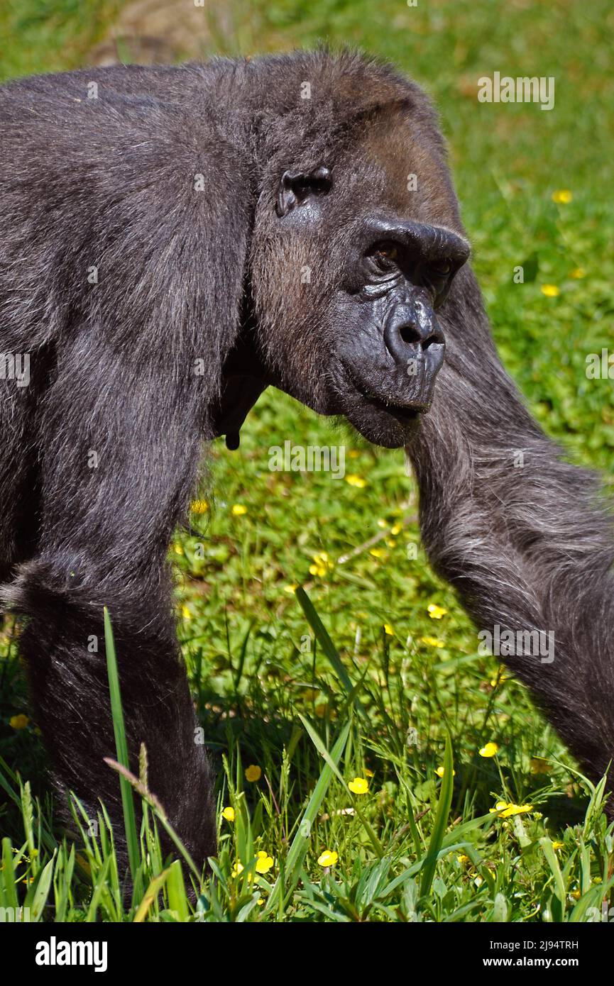 Gorrillas Stockfoto