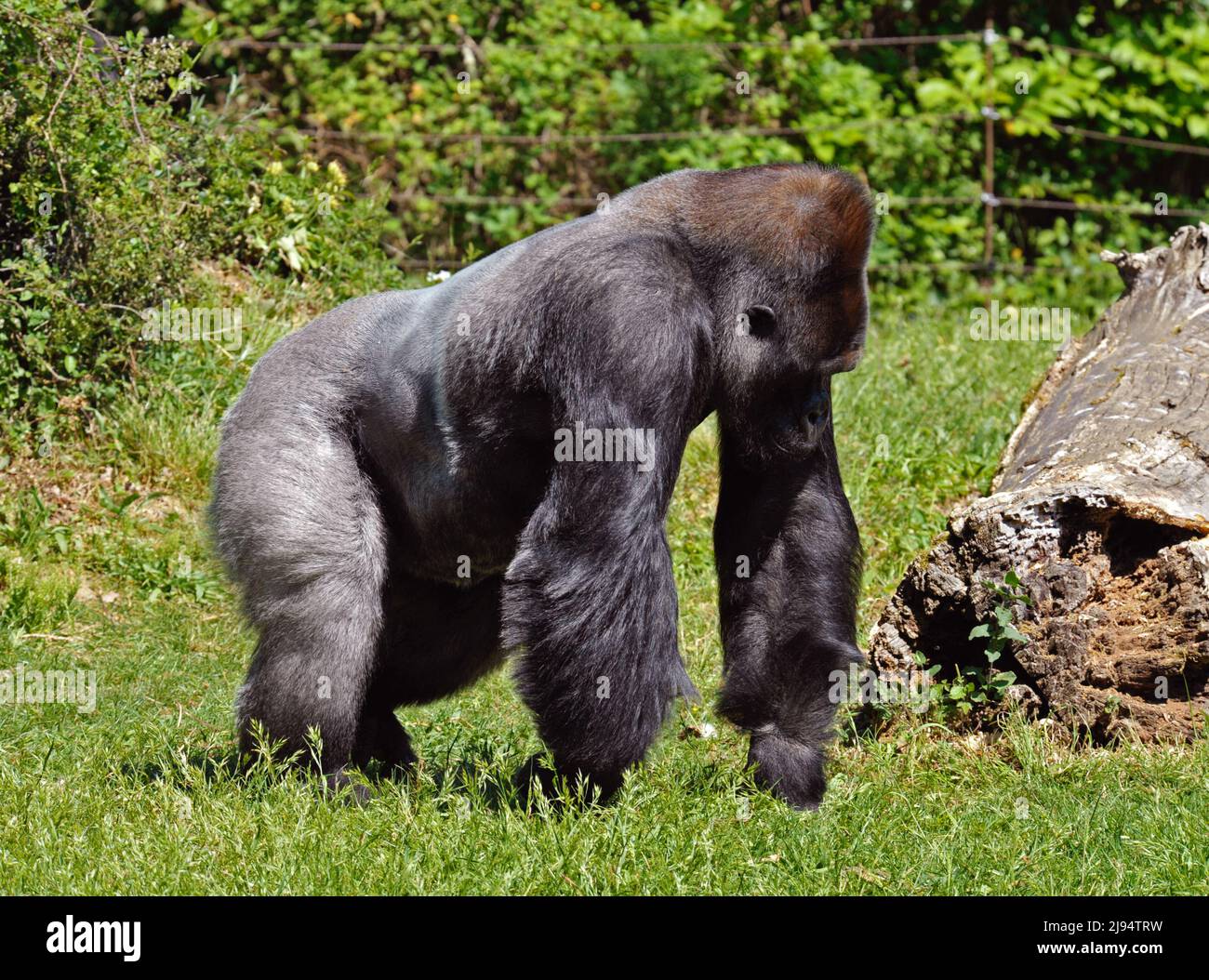 Silverback Gorilla Stockfoto