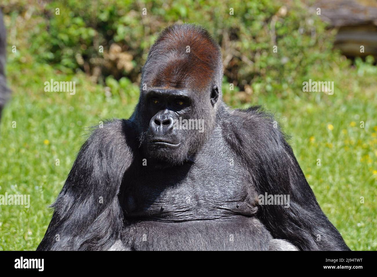 Silverback Gorilla Stockfoto