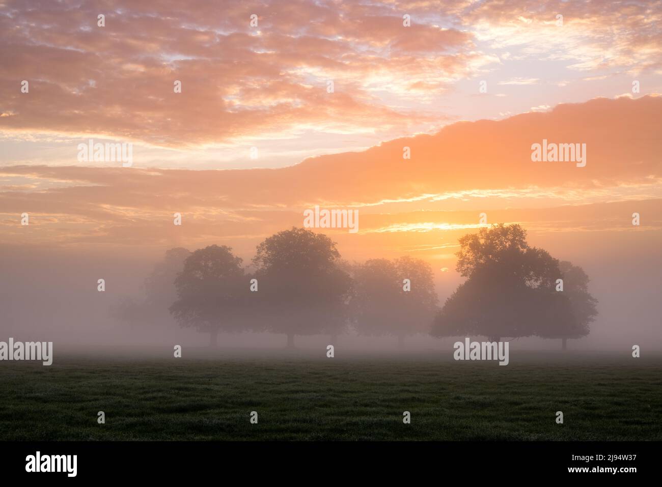 Sonnenaufgang an einem nebligen Morgen Milborne Port, Somerset, England, Großbritannien Stockfoto