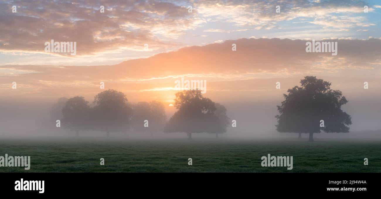 Sonnenaufgang an einem nebligen Morgen Milborne Port, Somerset, England, Großbritannien Stockfoto