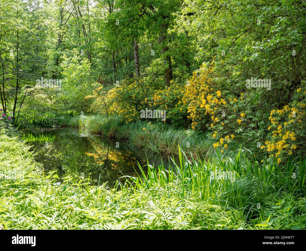Teich in einem Wald umgeben von grüner Vegetation und gelben Blumen Stockfoto