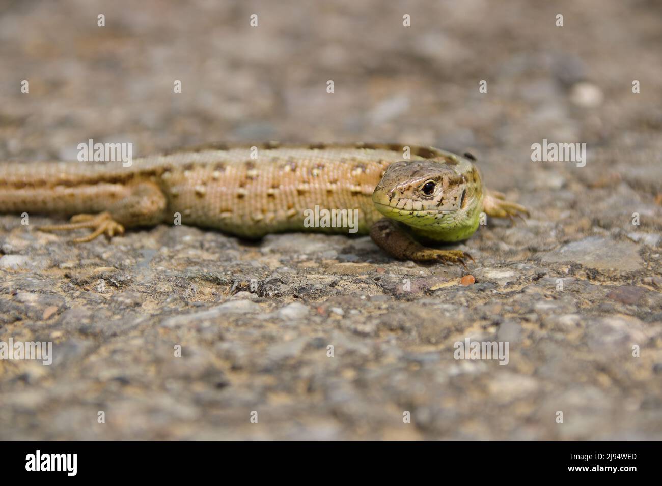 Eidechse mit scharfem Kopf und verschwommenem Körper fotografiert Stockfoto