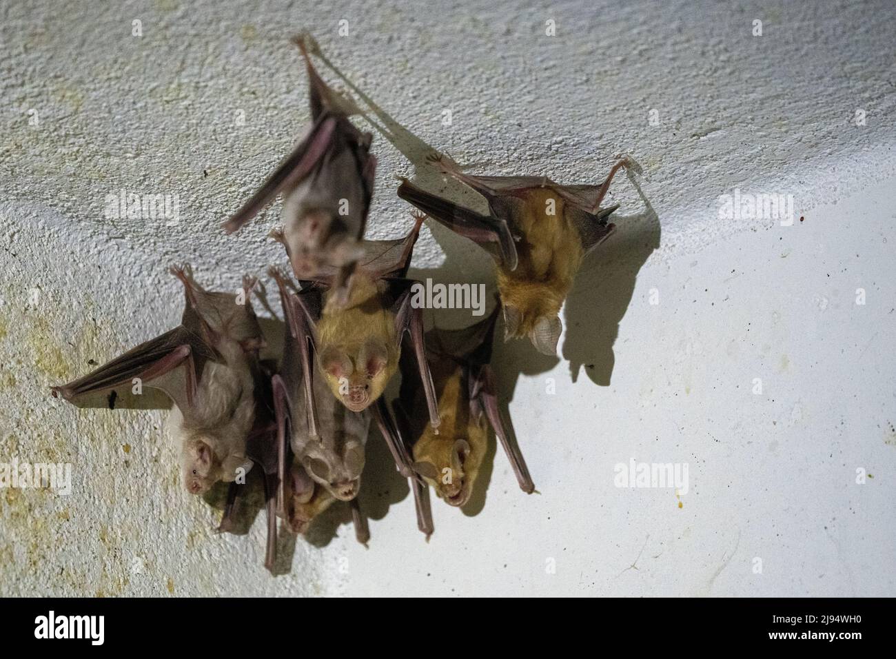 Trident-Fledermaus oder Trident-Blattnase-Fledermaus (Asellia tridens) Stockfoto