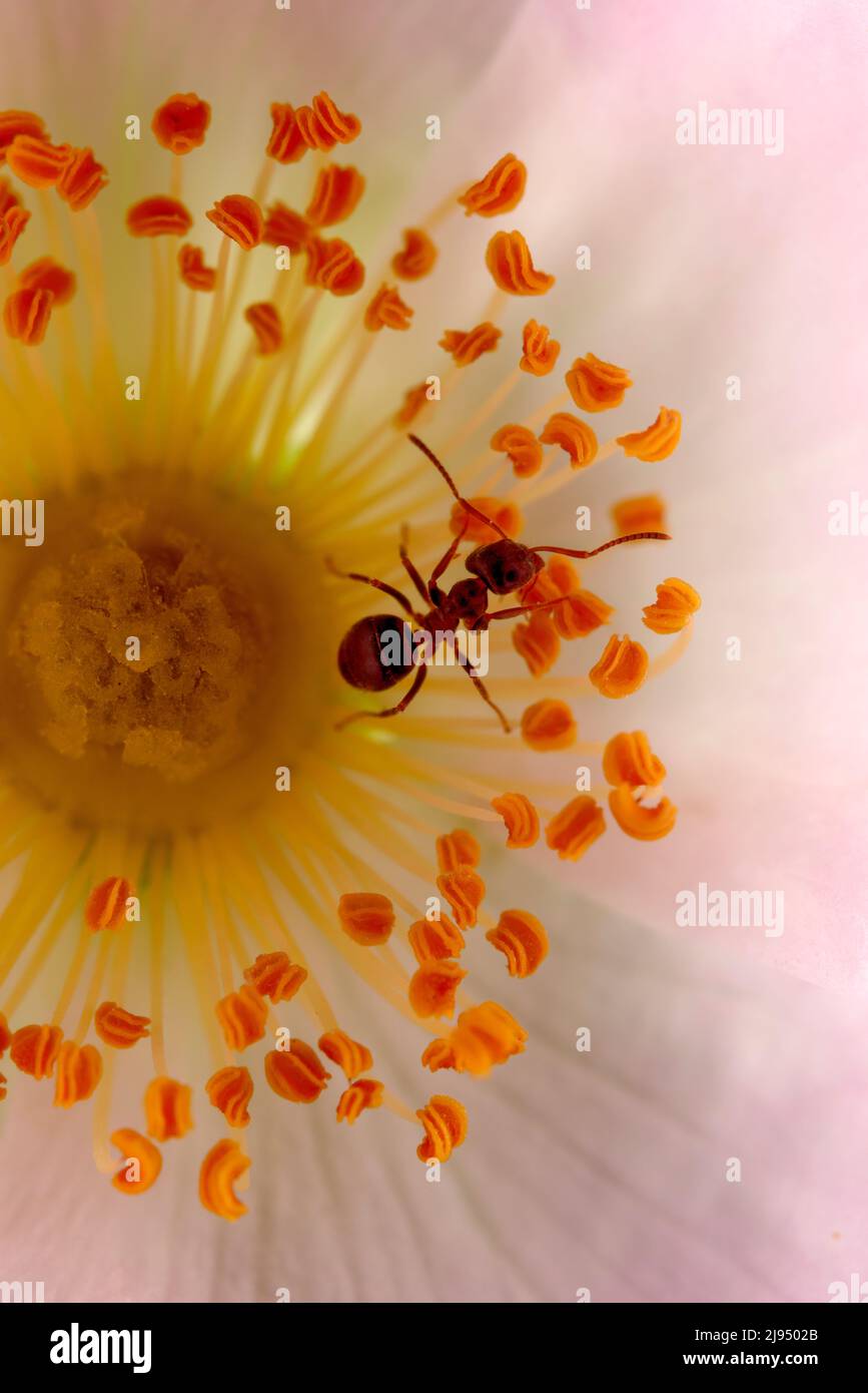 Ameise auf den Staubgefäßen einer rosa-Canina-Blume Stockfoto