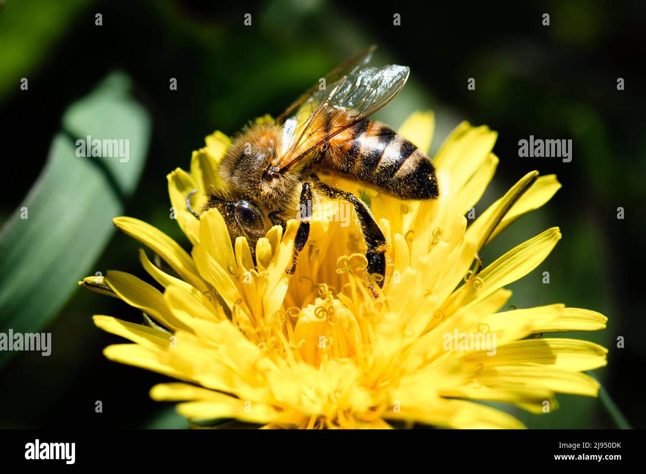 Honigbiene bedeckt mit Pollen auf der Dandelionenblüte Stockfoto